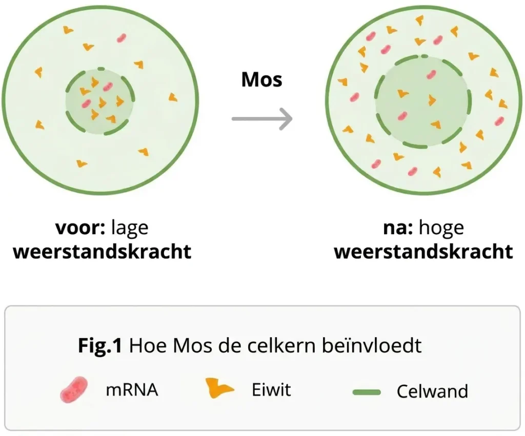 Effect van de mos-werkstof op de celkern: voorheen lage weerstand, nadien hoge weerstand