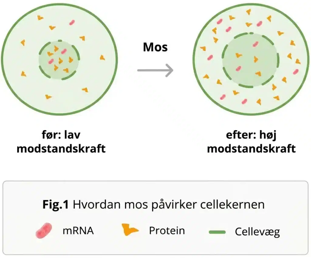 Virkning af mos-ingrediensen på cellekernen: før lav modstandsdygtighed, efter høj modstandsdygtighed