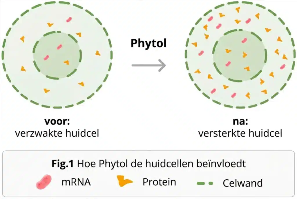 Infographic Fig.1: Hoe Phytol de huidcellen voor en na beïnvloedt
