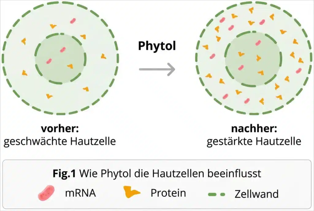Infografik Fig.1: Wie Phytol die Hautzellen vorher und nachher beeinflusst