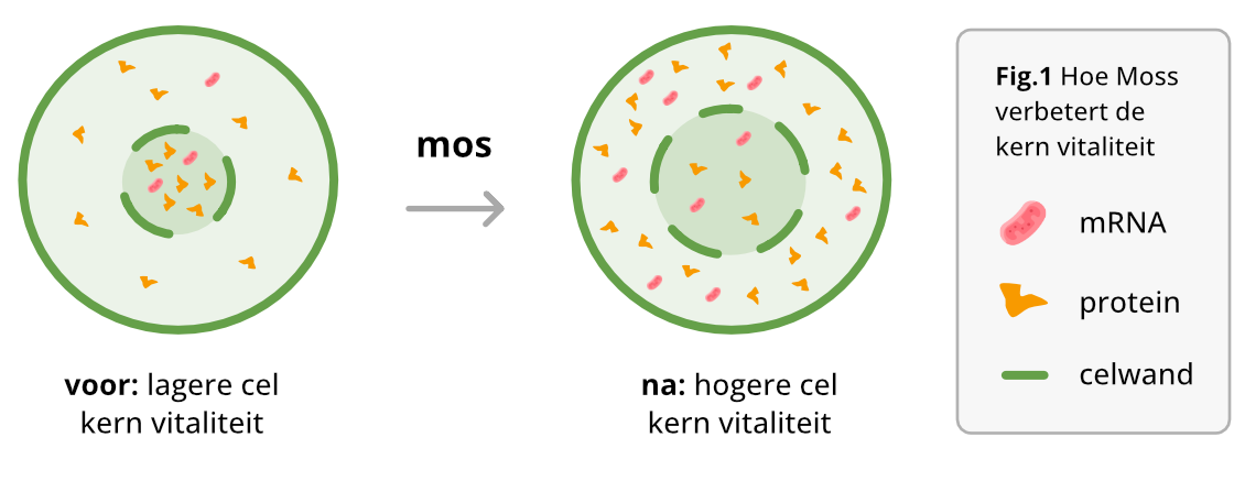Illustratie van het mos-effect